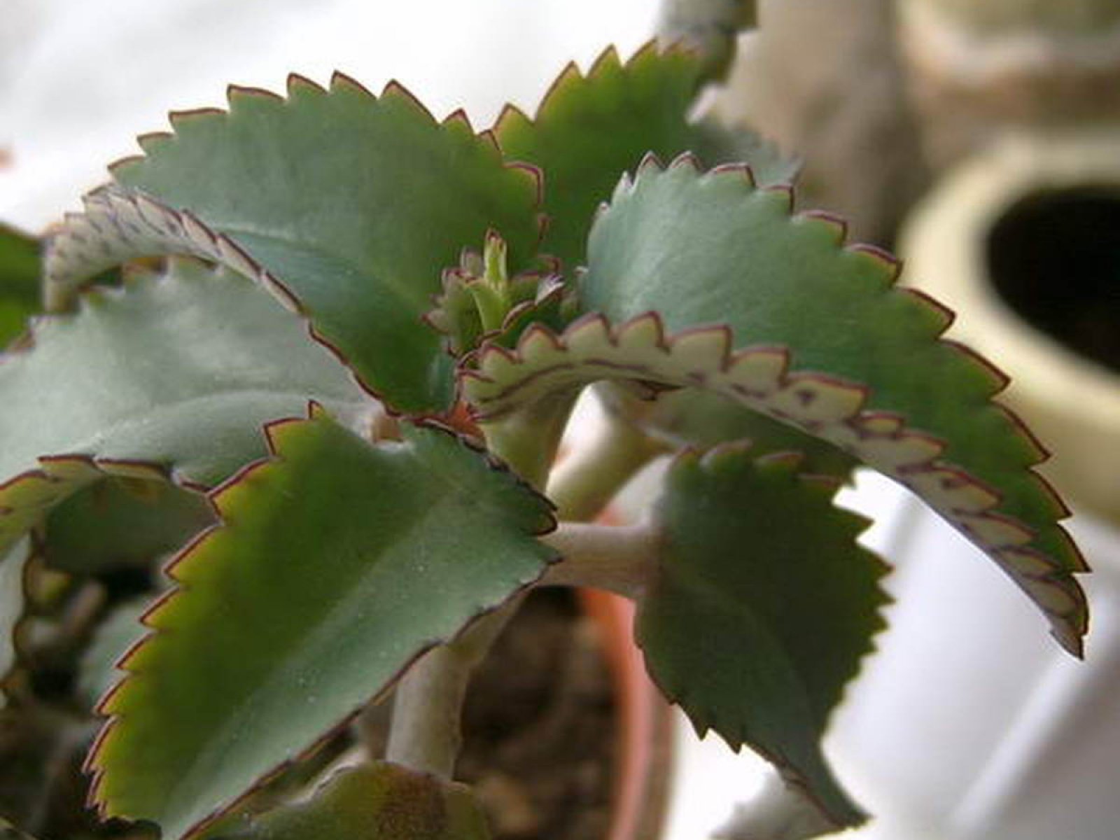 Médico domiciliar Kalanchoe: tipos de flores com fotos e regras de atendimento