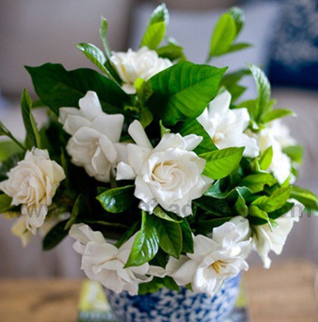 Jasmine gardenia zorgt thuis