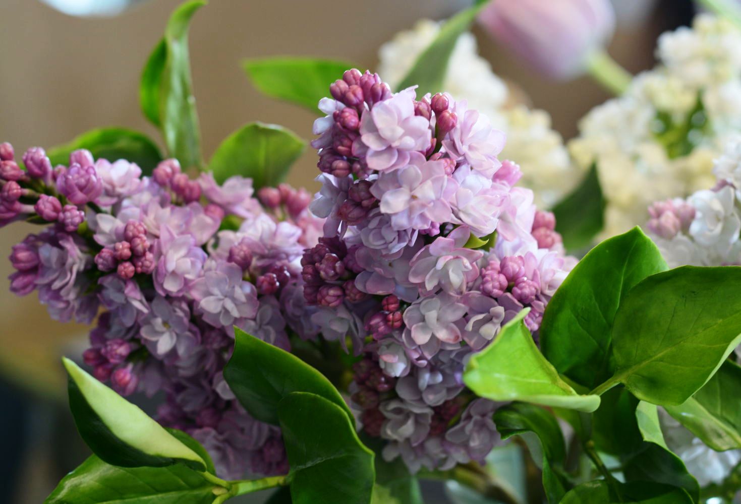 Persischer Flieder und Frottee: Sorten und Arten, Foto