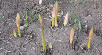 Blomstrende amaryllis