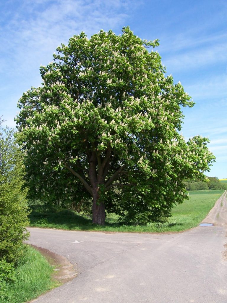 Hestekastanje i blomst