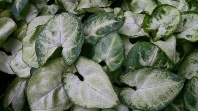 Syngonium white butterfly