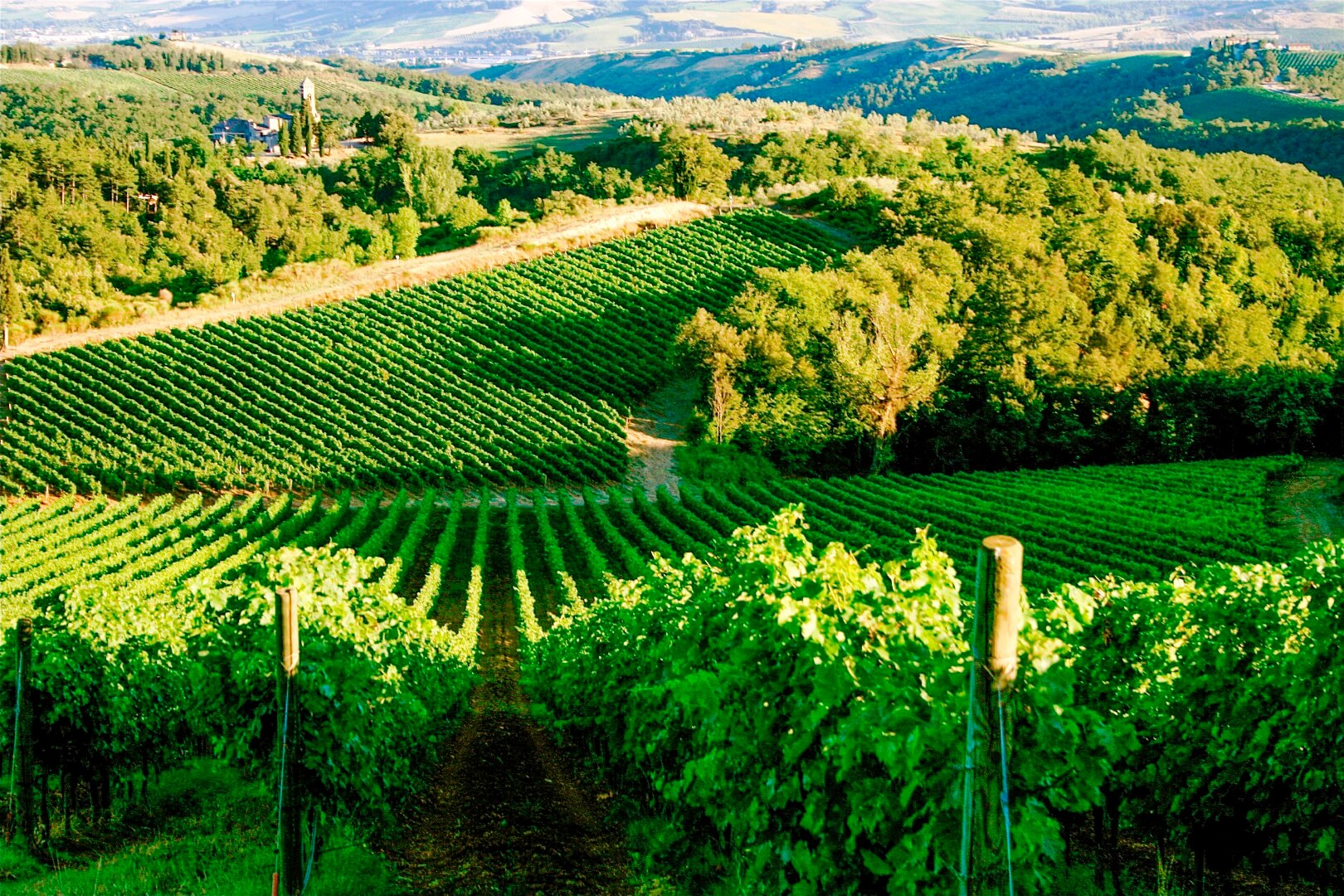 Schutz des Weinbergs vor Krankheiten und Schädlingen: Wir verwenden Kupfersulfat