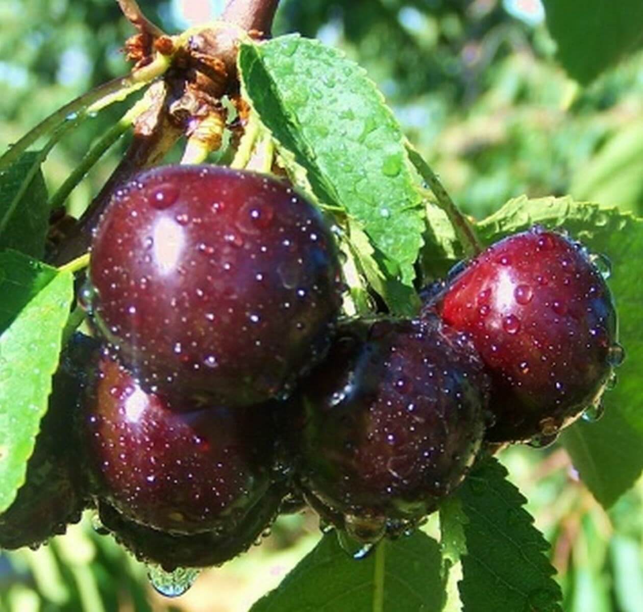 Cherry Chernokorka - isang karapat-dapat na tagumpay ng iyong paboritong iba't-ibang katutubong