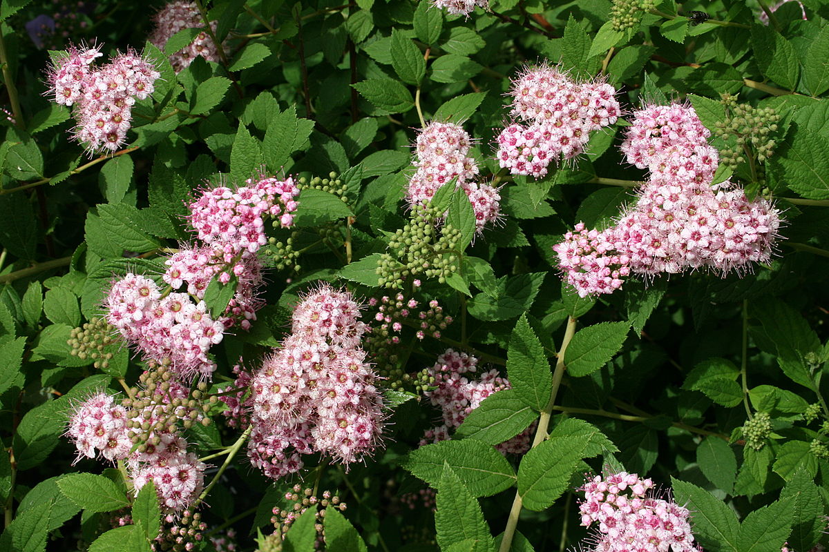 Spirea Jepun: jenis, penanaman, penjagaan dan gambar