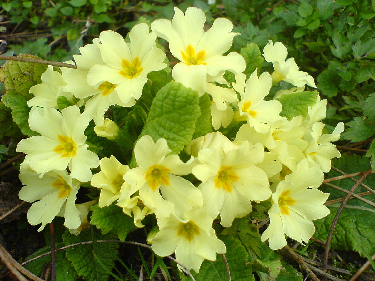 Tumbuh primrose dari biji di rumah