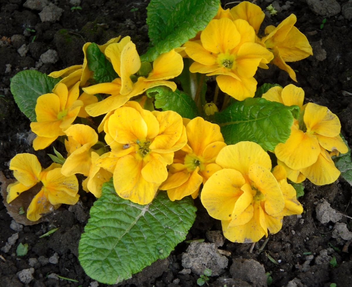 Primula - primrose blomst, trekk ved sorten