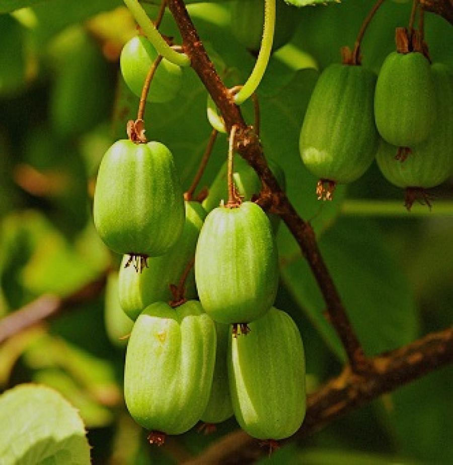 Características do cultivo de actinídios na Sibéria: cuidado, formação, colheita