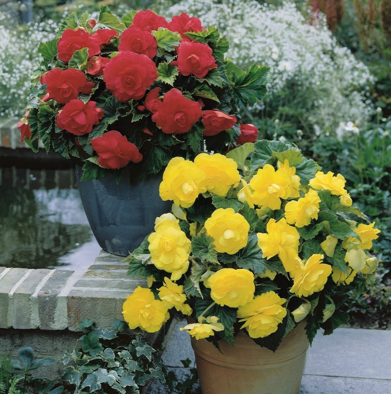 Begonia tuberosa en casa, cuidado y plantación.