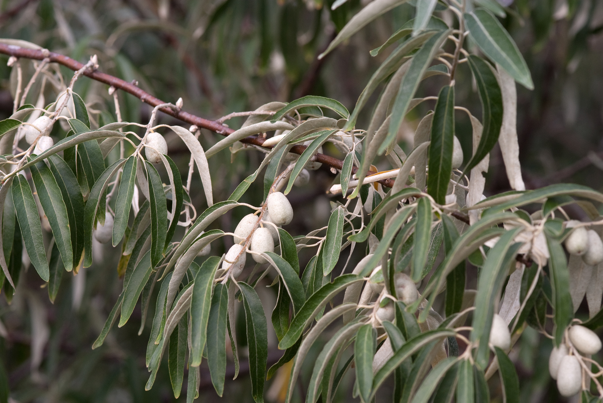 Loch silver en diseño de jardines: foto, descripción, plantación y cuidado.