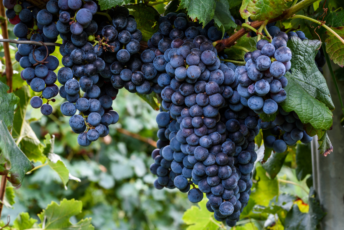 O plantio correto de uvas é a chave para uma boa colheita