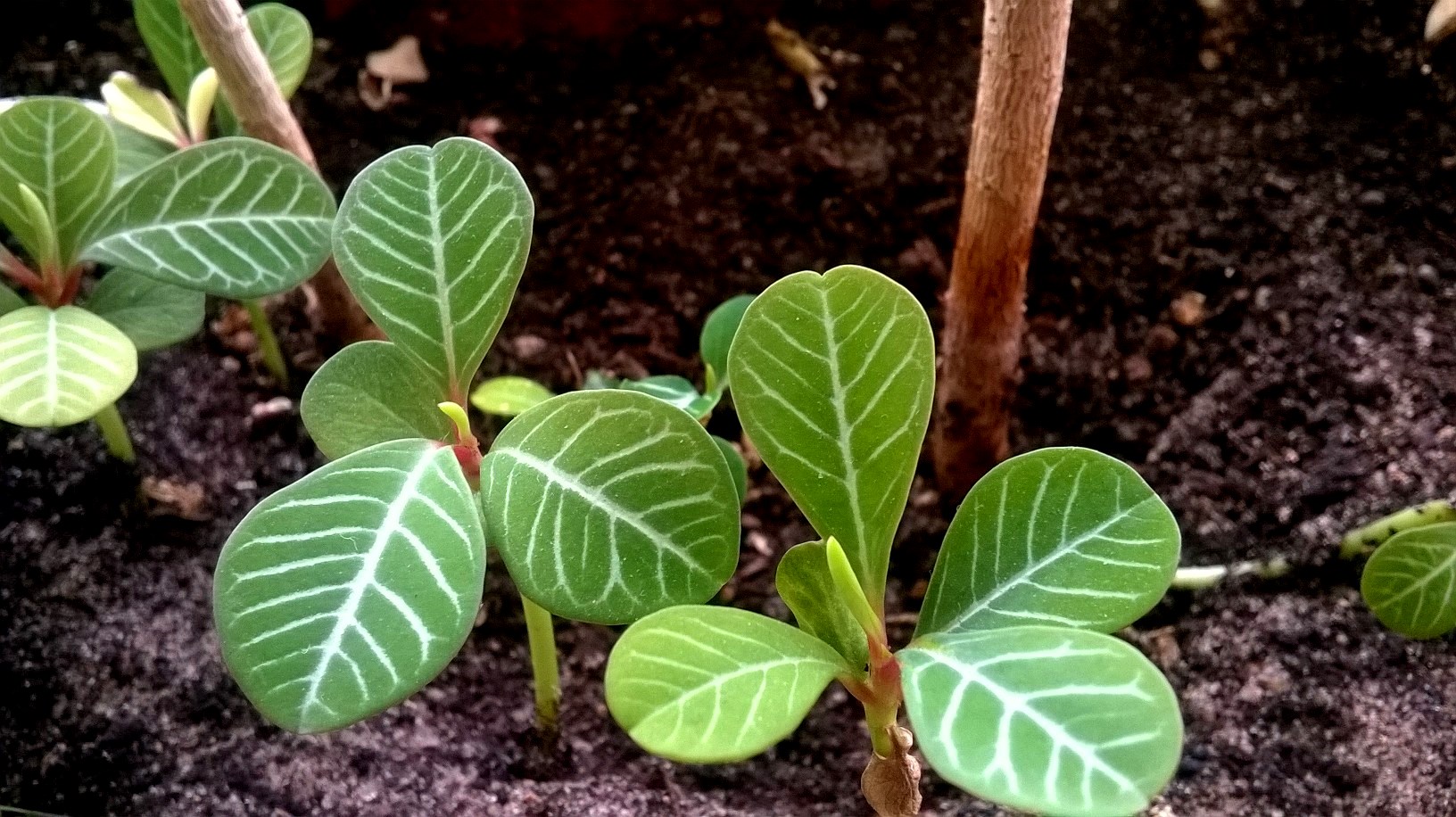 Spurge blanco en casa: cuidado y foto.