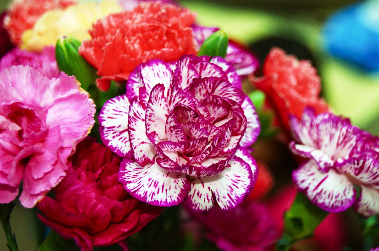 Welke meerjarige bloemen te planten in het land zodat ze de hele zomer bloeien (met foto)