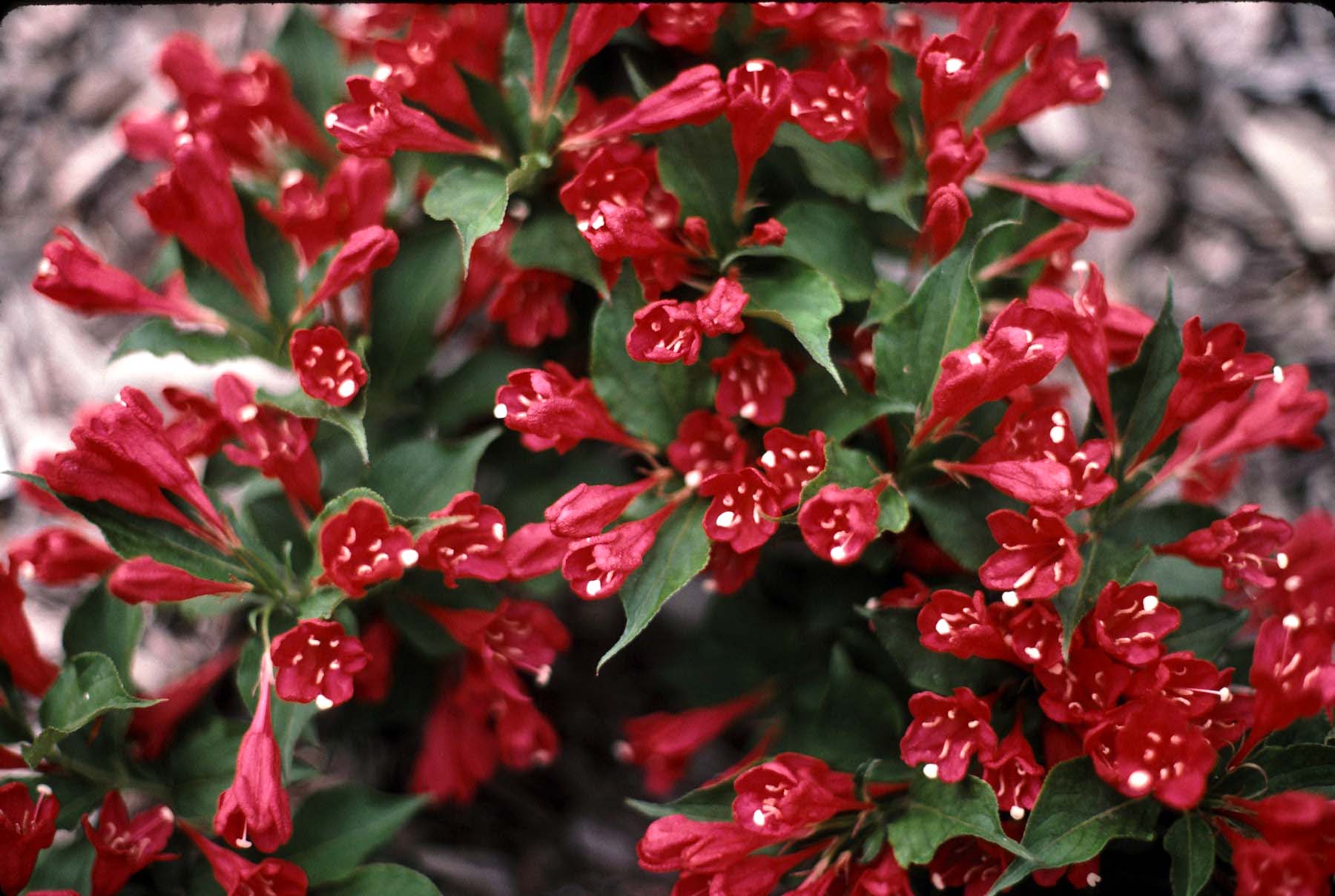 Plantando e cuidando de uma weigela na região de Moscou