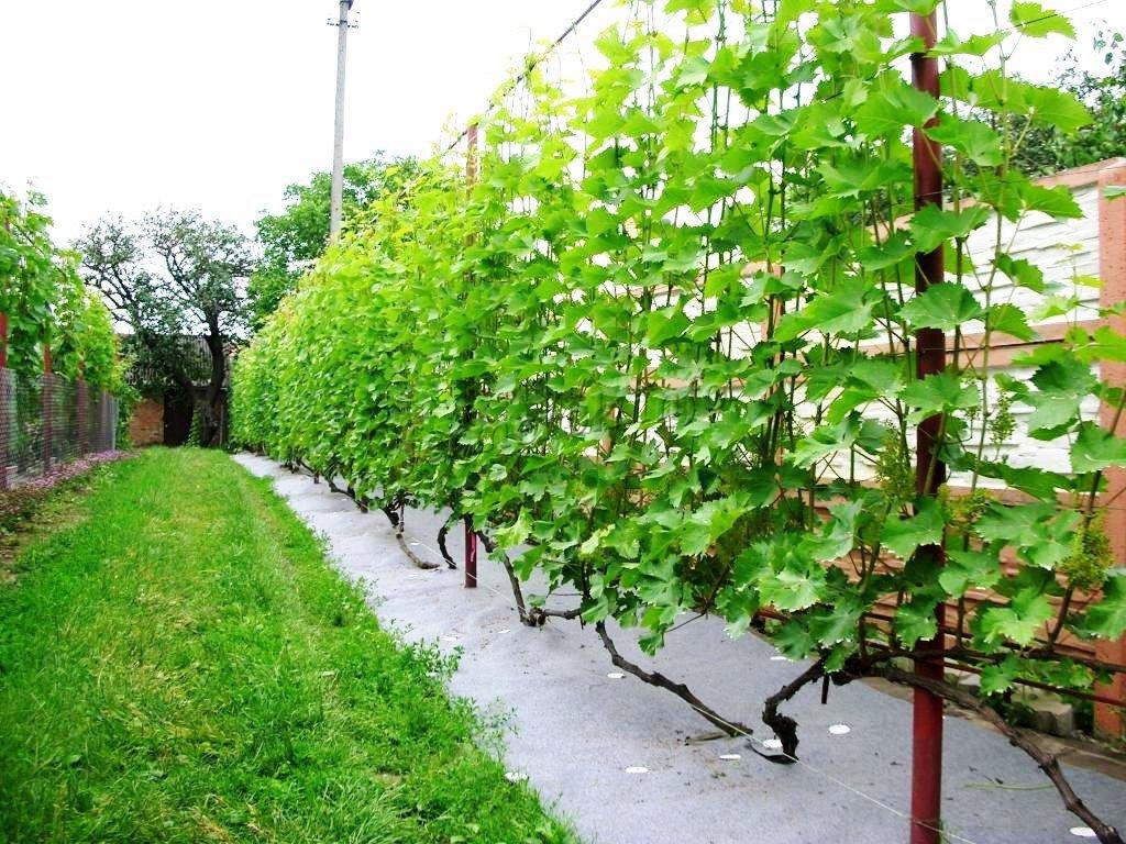 Uvas: remoção do abrigo de inverno na primavera, tecnologia de abertura após o inverno