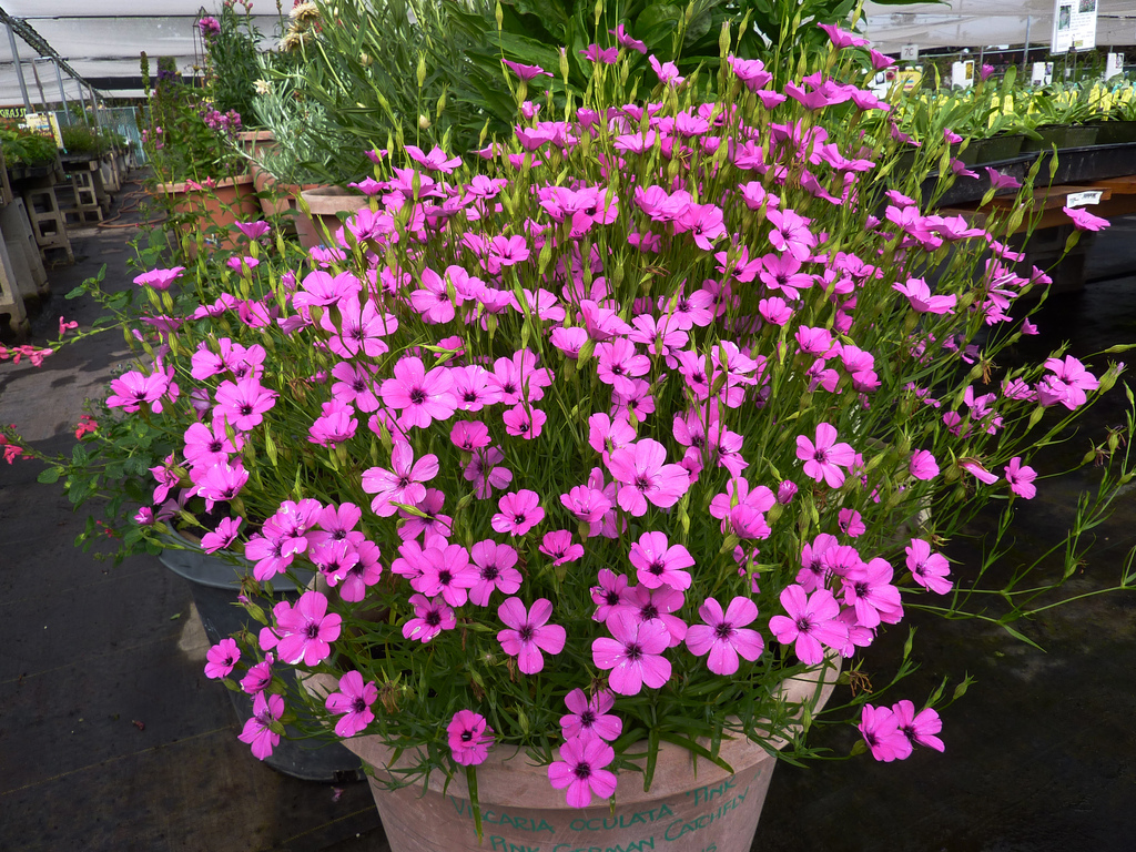 Flors de Viscaria en cultiu a partir de llavors