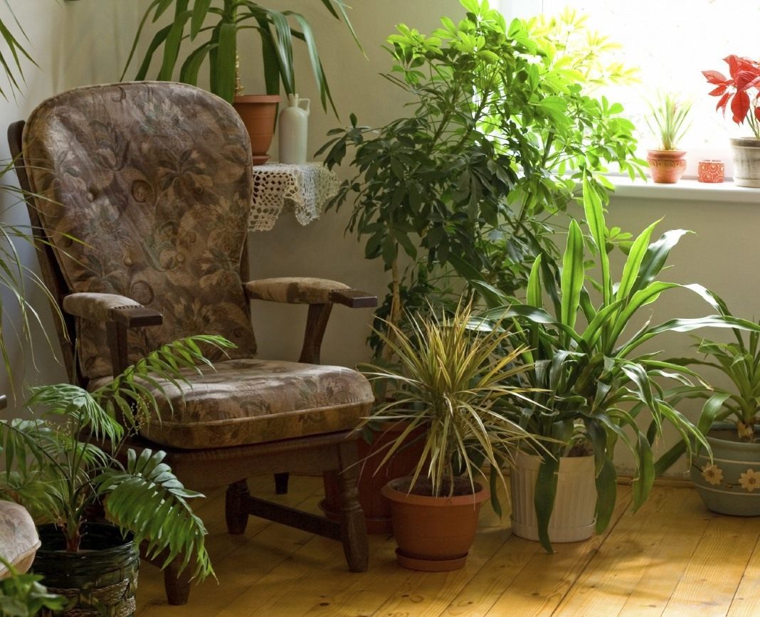 Plantas decíduas decorativas de interior: fotos e nomes