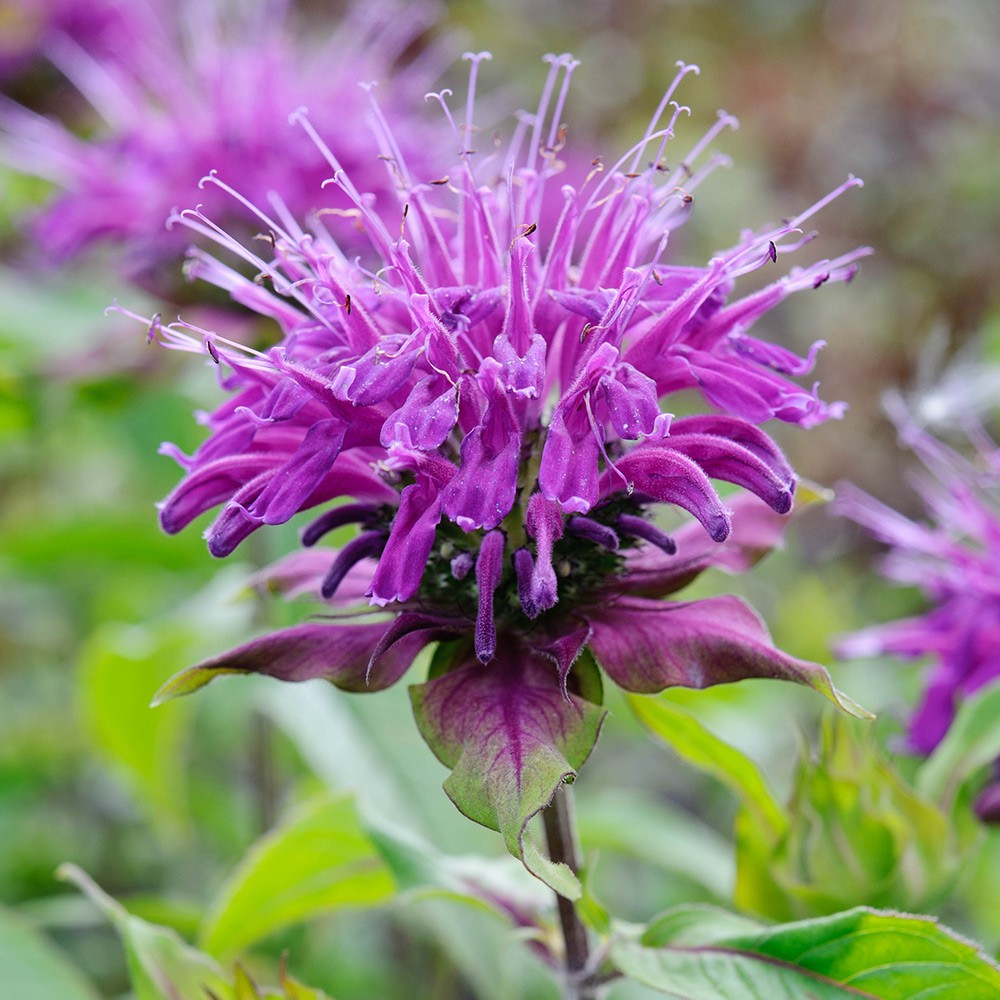 Flor de monarda: suas propriedades medicinais e contra-indicações