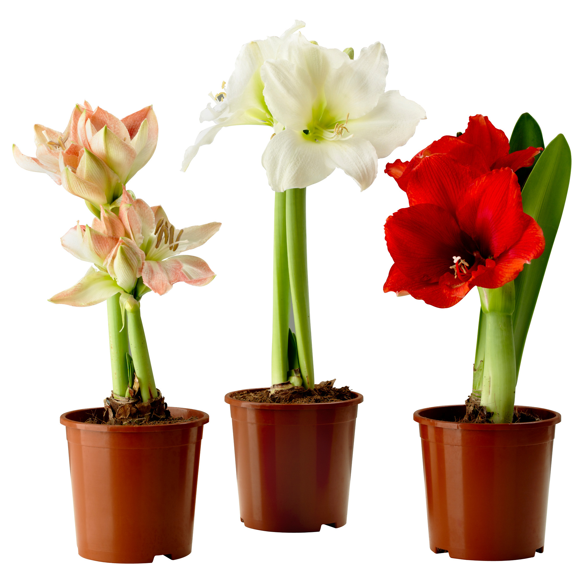 Hippeastrum: características de la atención domiciliaria