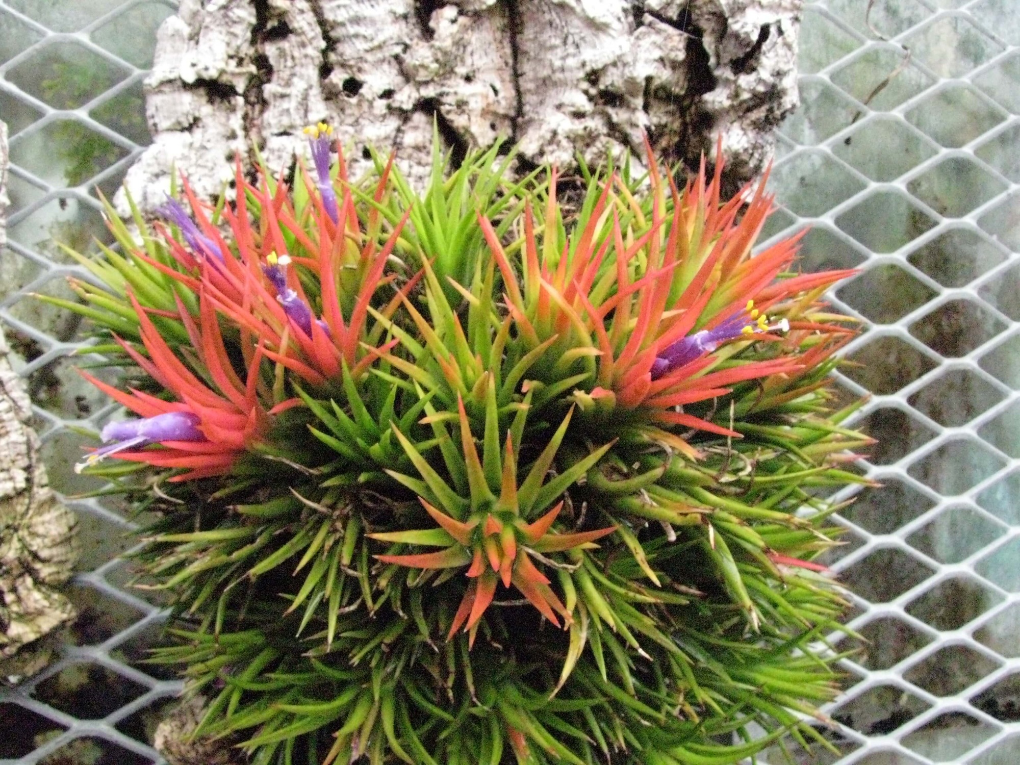 Tillandsia: eine helle und ungewöhnliche Pflanze in Ihrem Zuhause