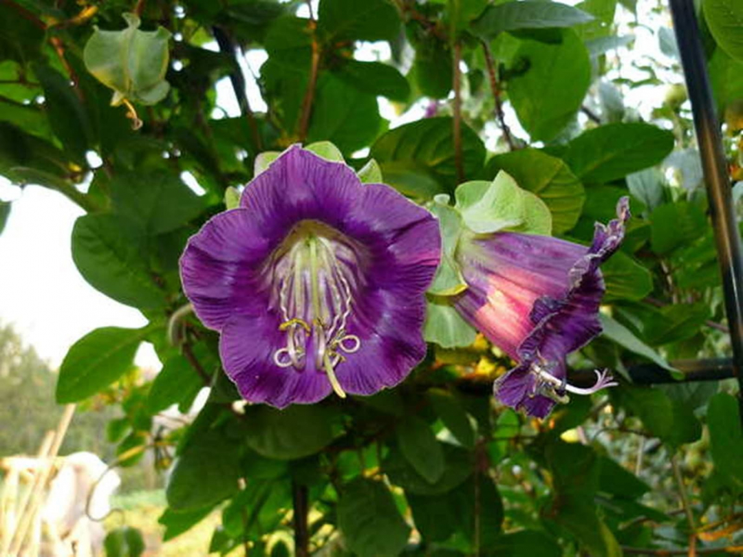 Kobeya grimpe dans le jardin: culture et photo