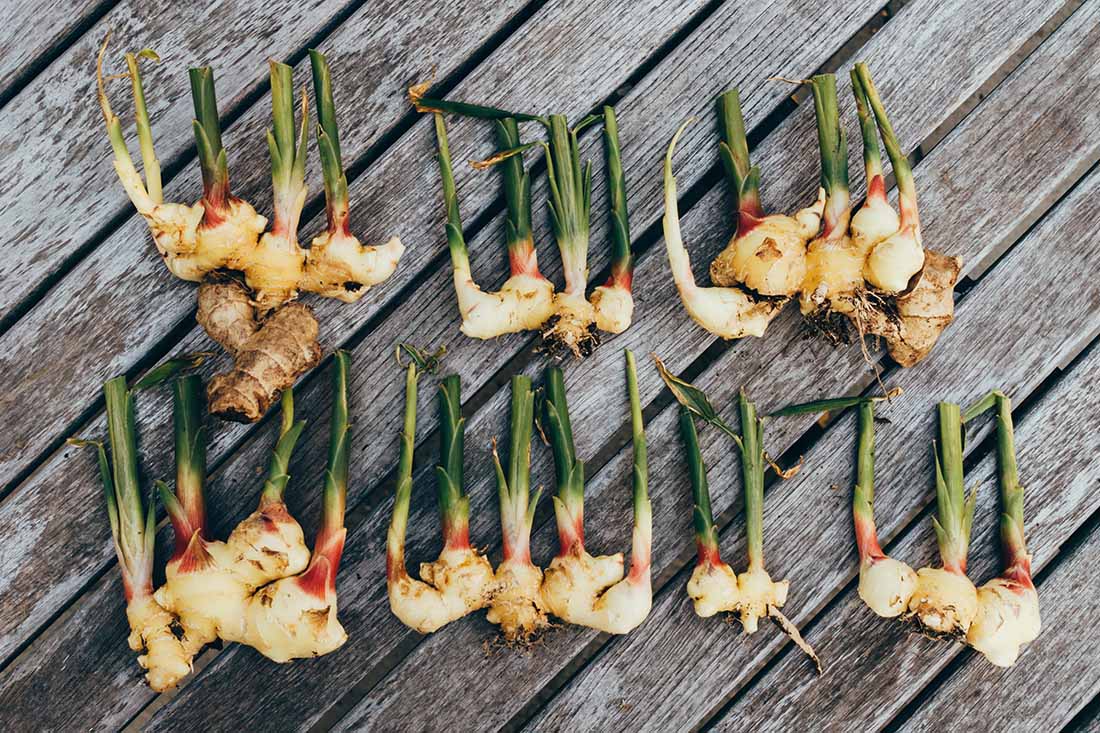 How to grow ginger at home: growing rules