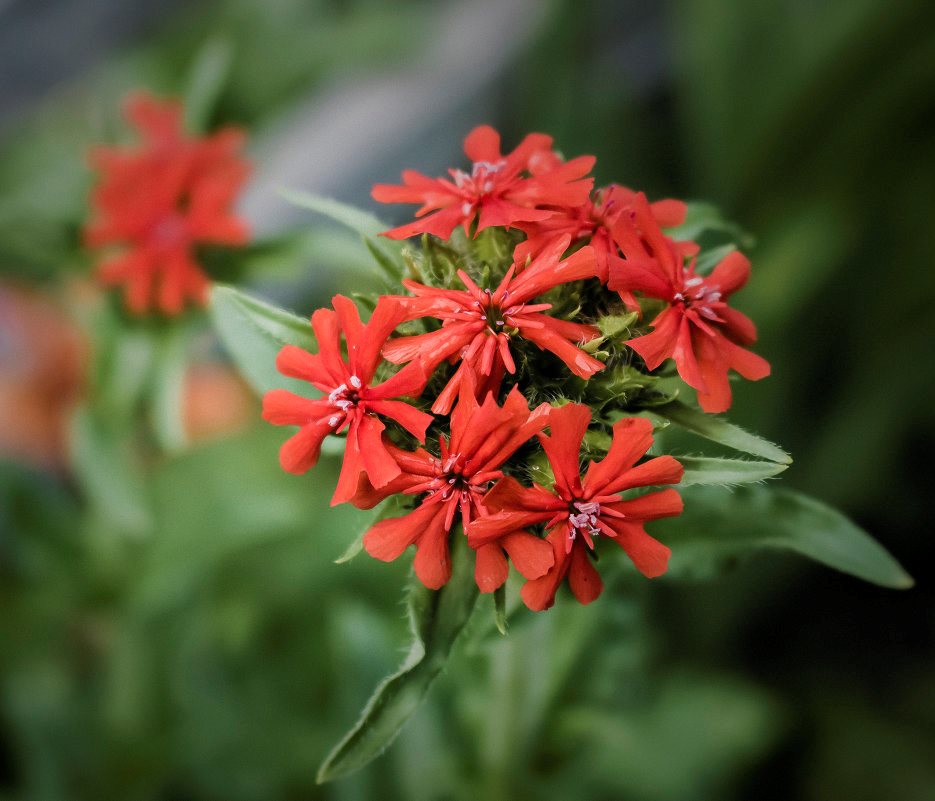 Flors perennes del jardí lychnis: varietats, fotos, plantació i cura