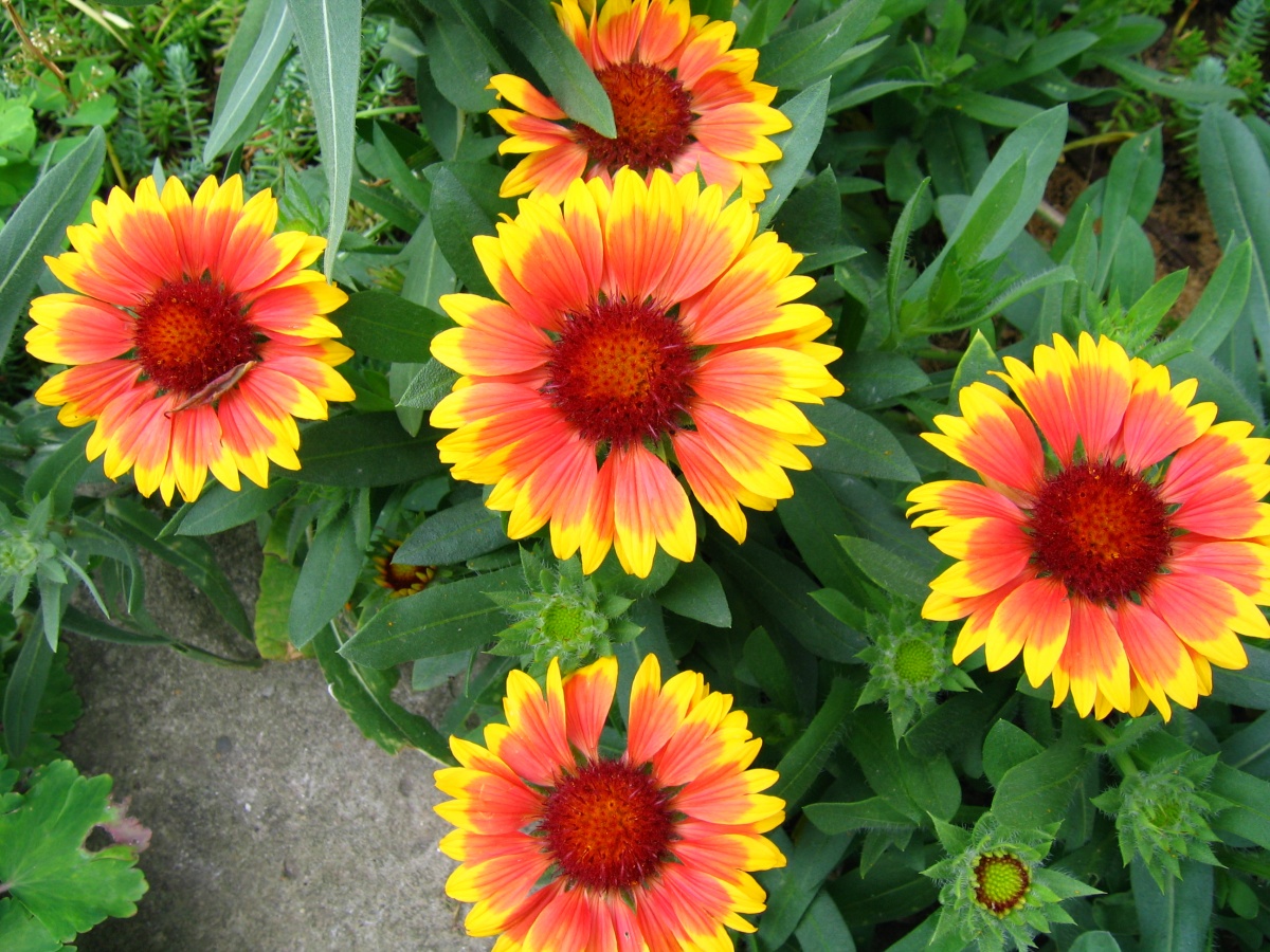 Solar Gaillardia: variedades, fotos, plantio e cuidados em campo aberto