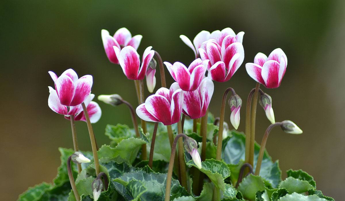 ดอกไม้ Cyclamen - คำแนะนำสำหรับการดูแลบ้าน