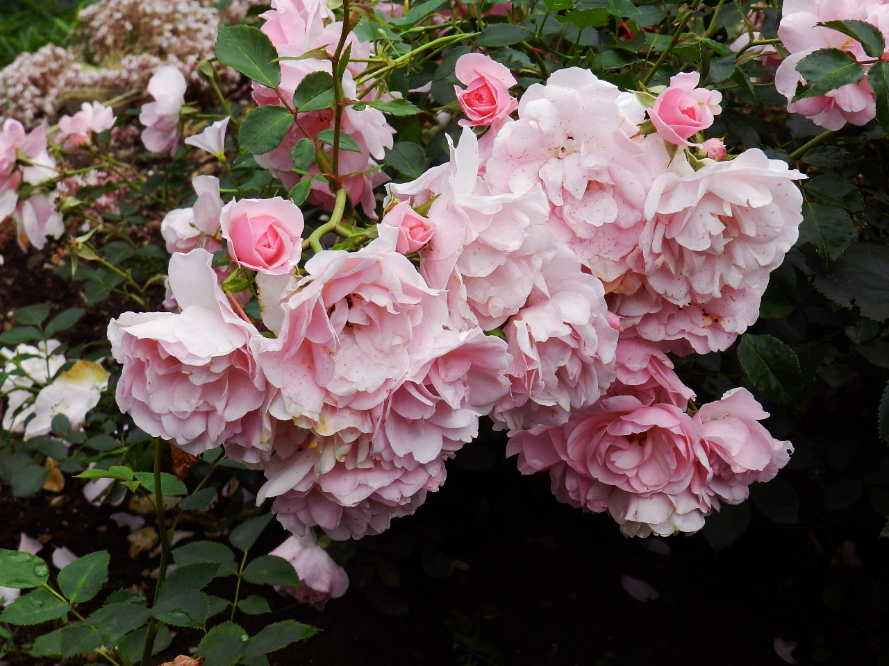 Rose bonica floribunda: descrição, características de plantio e cuidados