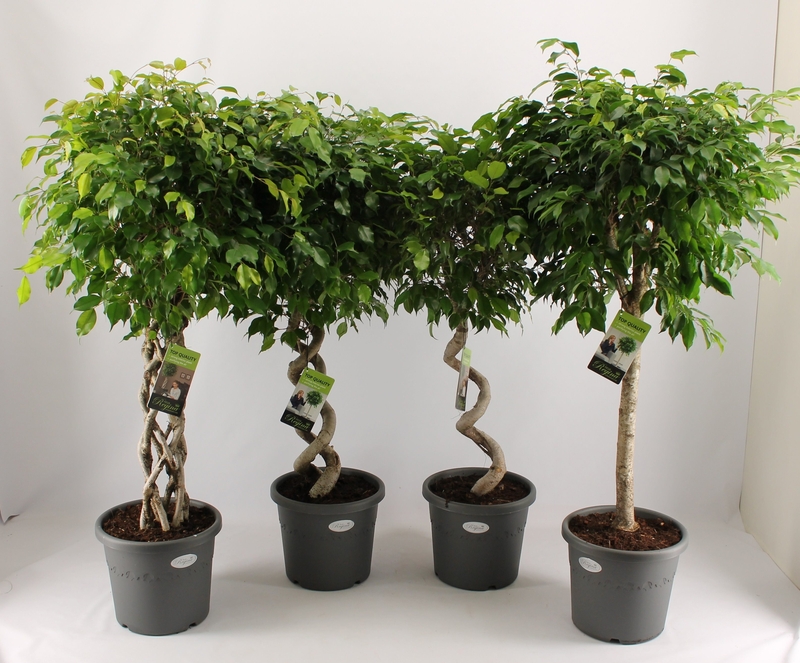 Ficus Benjamin: ¿cómo cuidarlo en casa?