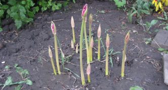 Blomstrende amaryllis