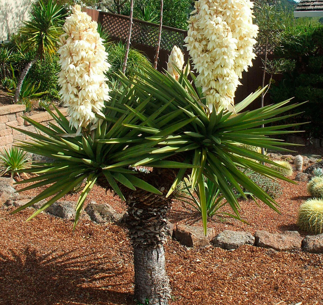 Features of yucca aloe, elephant and other plant species