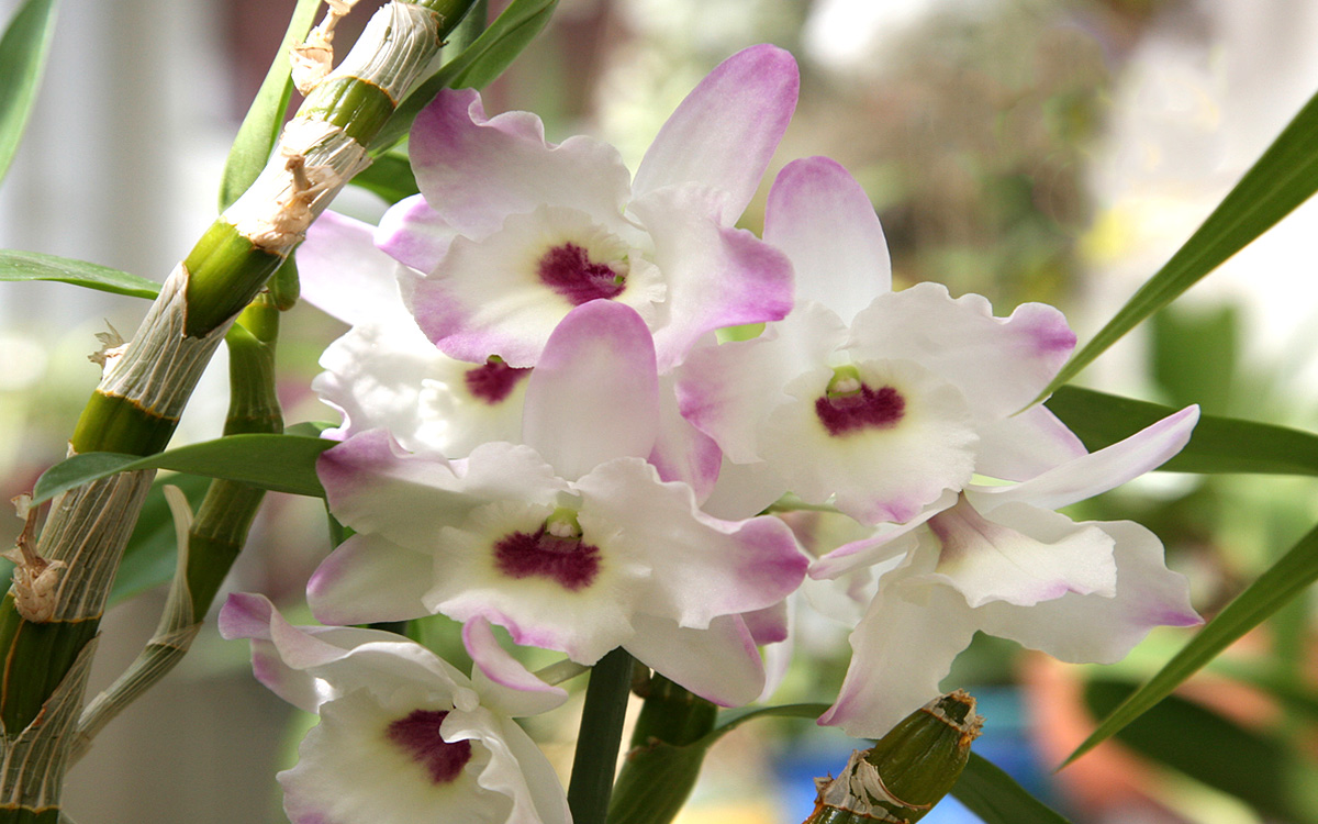 Druhy orchidejí Dendrobium: fotografie, jména a funkce péče