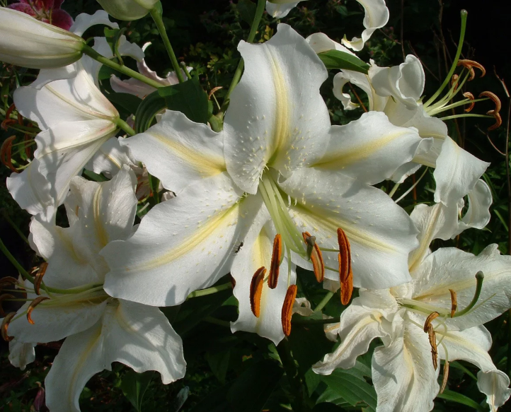 Como são as flores de lírio branco: descrição e foto