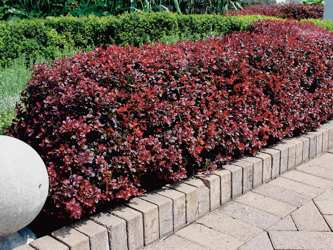 Barberry Thunberg dans votre jardin: entretien, mise en forme et taille