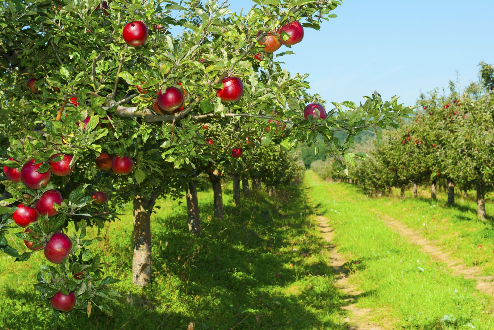Cum să crească diferite soiuri de măr în regiunea Moscovei