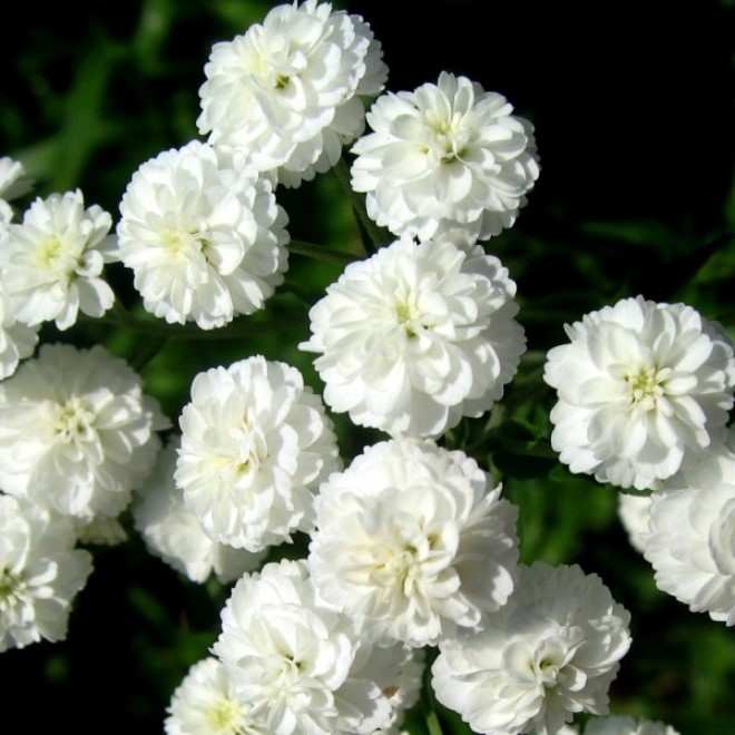 Planten en verzorgen van meerjarige gypsophila: variëteiten, foto's