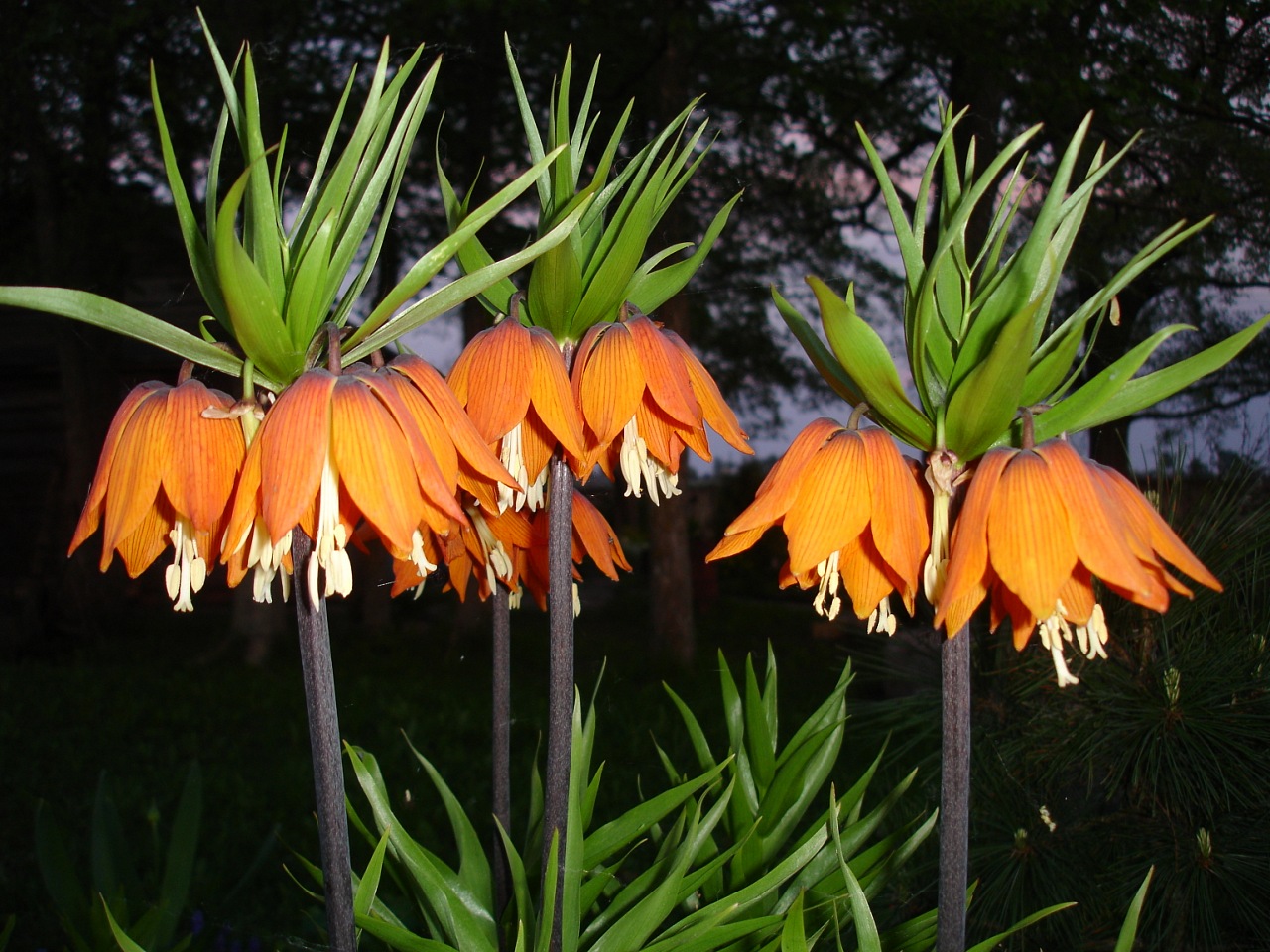 Imperial hazel grouse flower: sorter, foton, plantering och vårdfunktioner