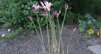 Amaryllis floraison