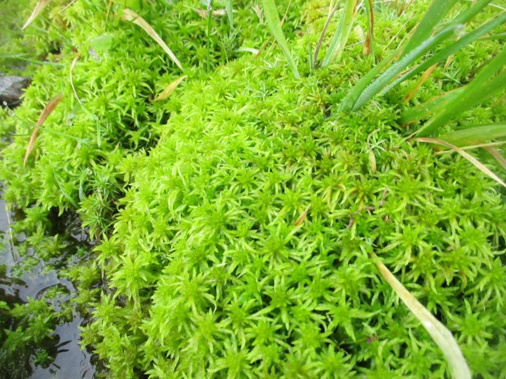 Sphagnum yosunu nedir: bu bitki nasıl kullanılır