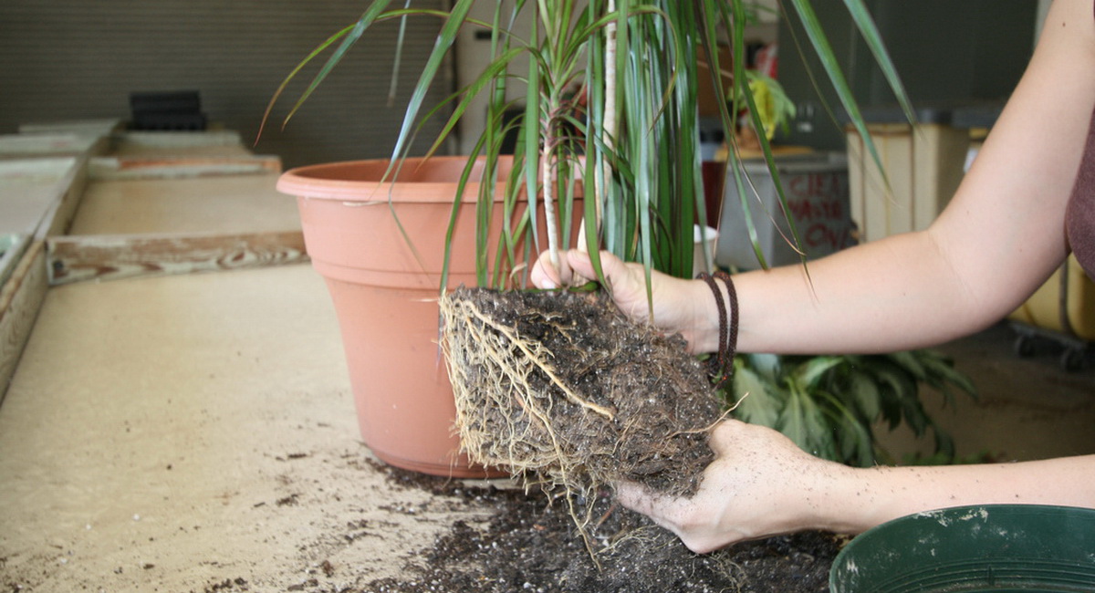 Evde dracaena nasıl düzgün bir şekilde nakledilir