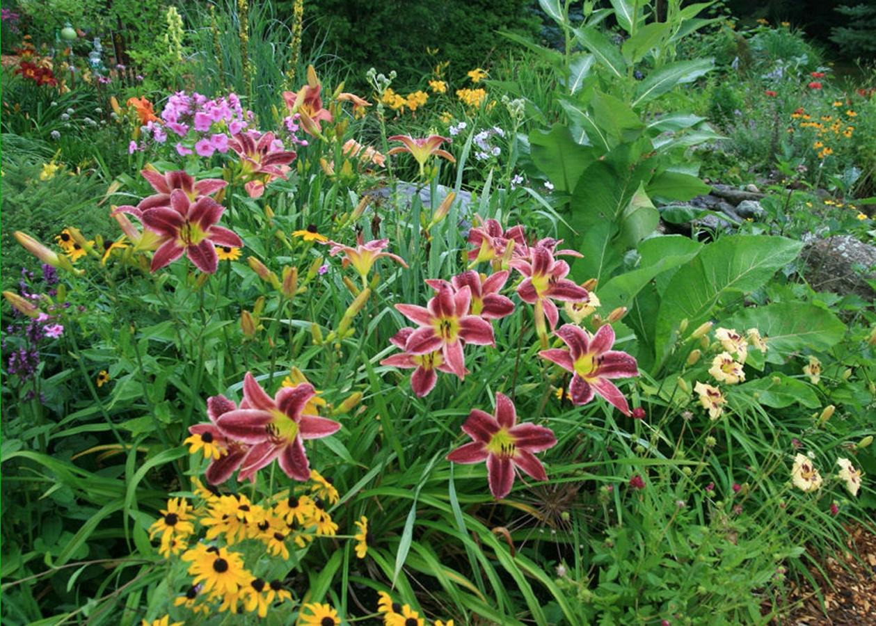 Quelles fleurs sont des hémérocalles combinées avec dans la conception de jardin, photo