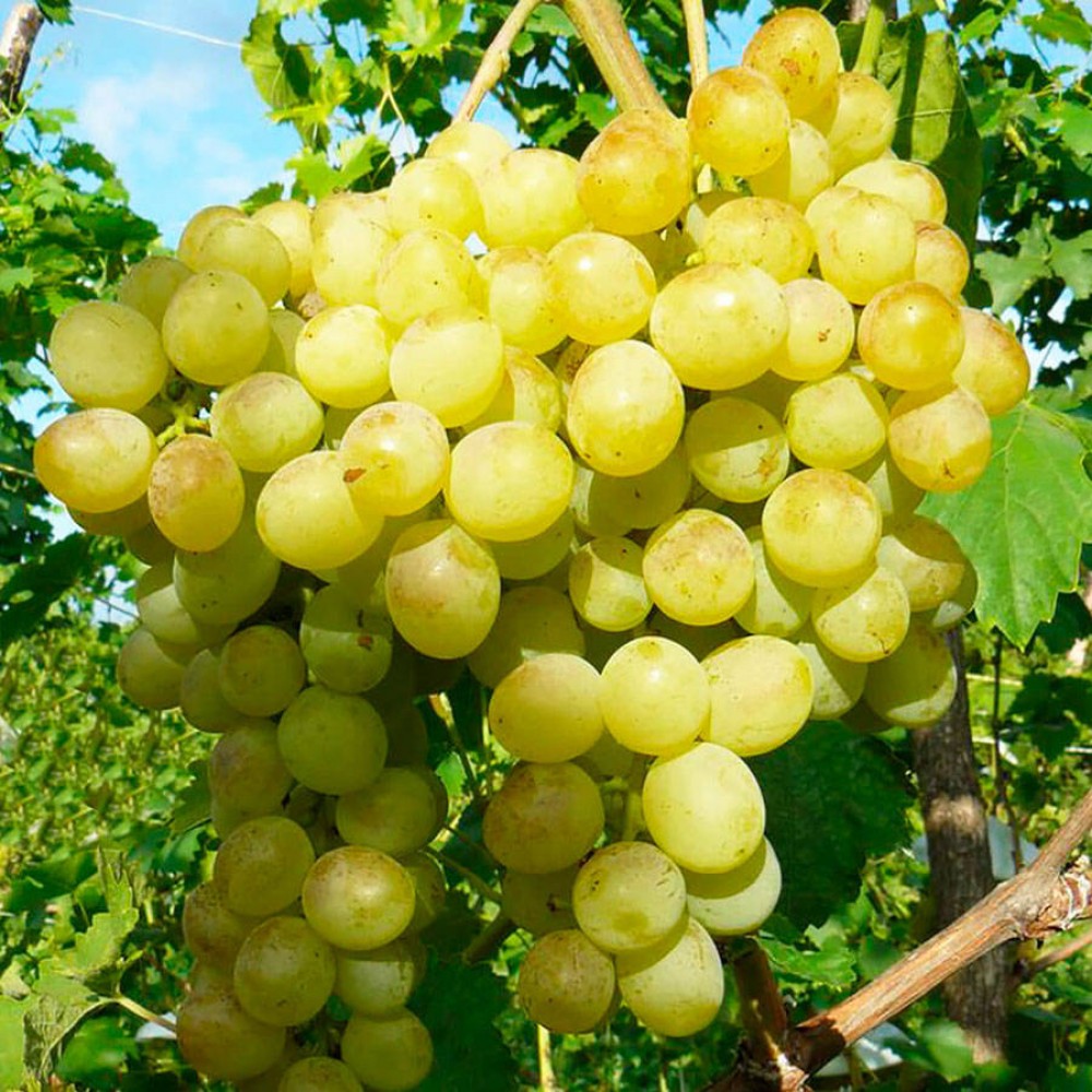 Raisins résistants au gel Délice: les jardiniers sont-ils ravis?