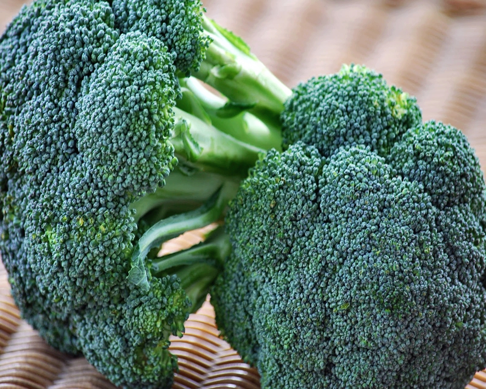 Quand est-il préférable de semer du brocoli pour les semis et de planter en pleine terre