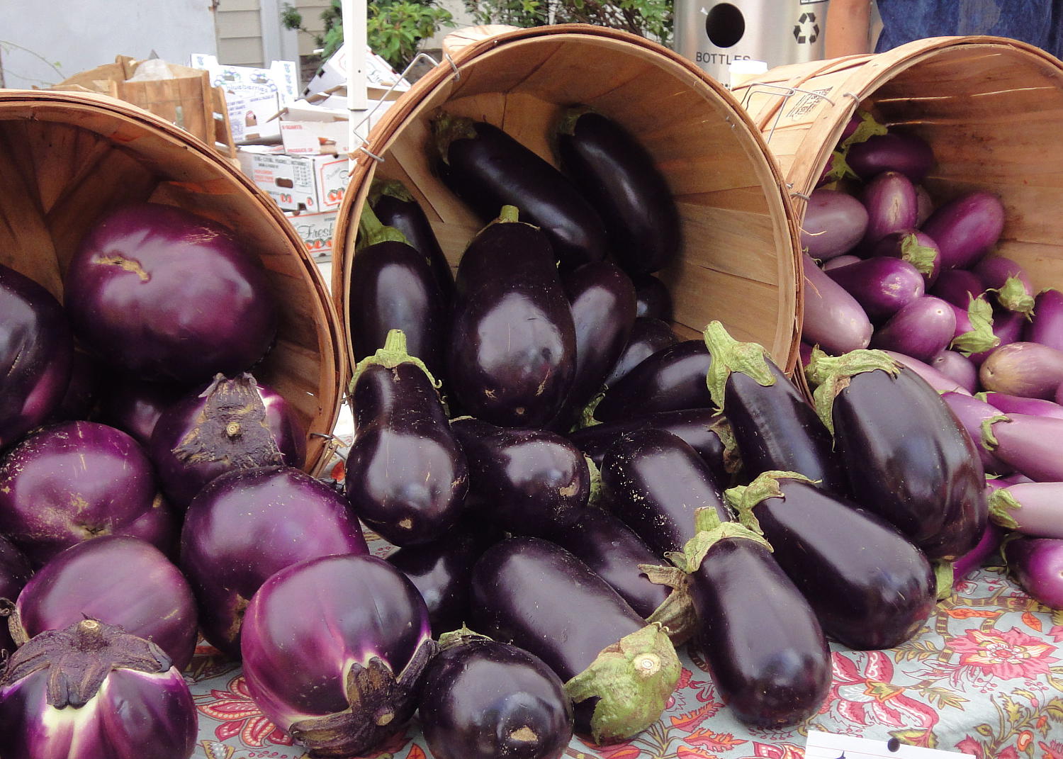 Frövarianter av bra aubergine för öppen mark och recensioner