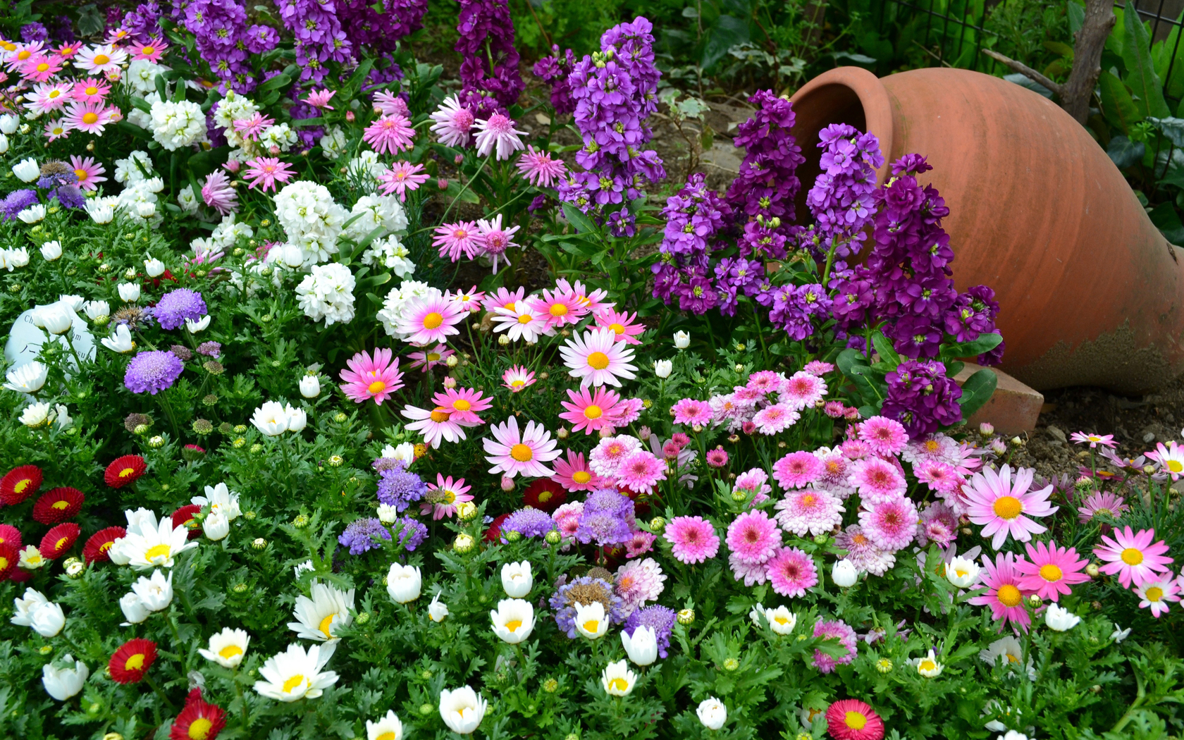 Laagblijvende bloemen voor een bloembed: namen en foto's