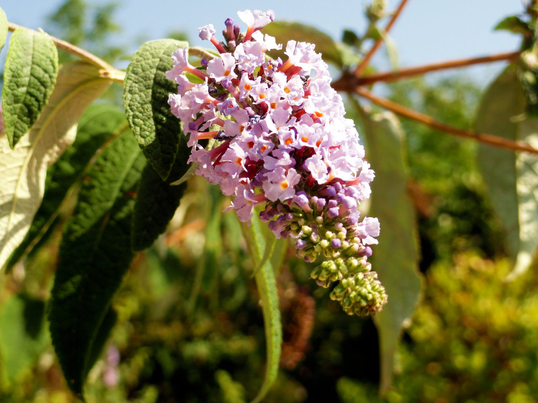 Types de buddleys et soins: Buddleya de David poussant à partir de graines