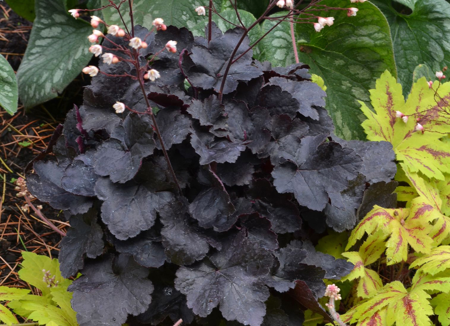 Att plantera och ta hand om Heuchera utomhus: tips och foton