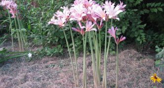 Amaryllis floraison